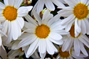Daisies%20Three (thumbnail)