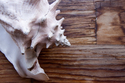 Conch%20Shell (thumbnail)