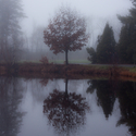 St.%20Mark%27s%2C%20Tree%2C%20West%20Campus (thumbnail)