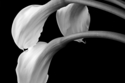 Calla%20Lilies%201 (thumbnail)