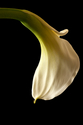 Calla%20Lily%202 (thumbnail)