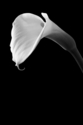 Calla%20Lily%203 (thumbnail)