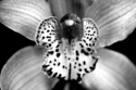 Orchid%201 (thumbnail)