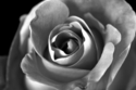 Rose%202 (thumbnail)