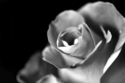 Rose%203 (thumbnail)