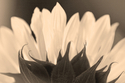 Sun%20Flower%2C%20Sepia (thumbnail)