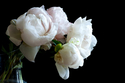 Peony%201 (thumbnail)