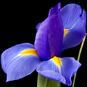 Iris (thumbnail)