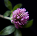 Clover%202 (thumbnail)