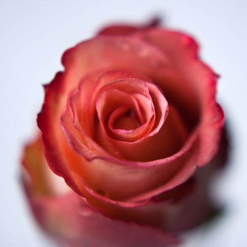 Rose%201 (large view)