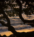 Maui Sunsets Through The Trees Maui%20Sunsets%20Through%20The%20Trees (thumbnail)