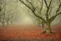 Orchards in the Fog Orchards%20in%20the%20Fog (thumbnail)