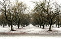 Orchards in the Snow Orchards%20in%20the%20Snow (thumbnail)
