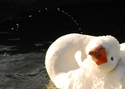 Ducks Ducks (thumbnail)
