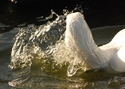 Ducks Ducks (thumbnail)