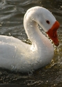 Ducks Ducks (thumbnail)