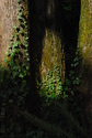 Ivy Ivy (thumbnail)