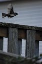 Free Bird Free%20Bird (thumbnail)