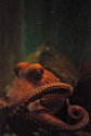 Octo-Pus Octo-Pus (thumbnail)