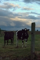 Oregon Sunset Oregon%20Sunset (thumbnail)