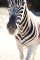 Zebra - Texas Zebra%20-%20Texas (thumbnail)