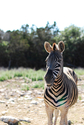 Zebra! Zebra%21 (thumbnail)