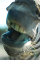 Zebra Attacks! Zebra%20Attacks%21 (thumbnail)