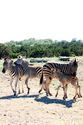Mamas and Baby Zebras Mamas%20and%20Baby%20Zebras (thumbnail)