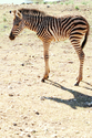 New Born Zebra New%20Born%20Zebra (thumbnail)