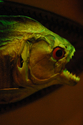 Piranha Piranha (thumbnail)