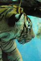 Tiger Tiger (thumbnail)