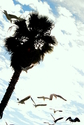 Venice Beach 1 Venice%20Beach%201 (thumbnail)