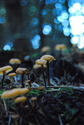 Fungus Amungus Fungus%20Amungus (thumbnail)