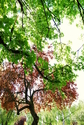 Rose City Cemetery Rose%20City%20Cemetery (thumbnail)