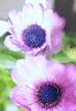 Purdy Flowers Purdy%20Flowers (thumbnail)