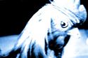Le Cock Le%20Cock (thumbnail)