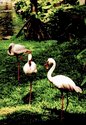 Hawaiian Flamingos Hawaiian%20Flamingos (thumbnail)
