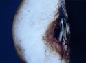 Pears Pears (thumbnail)