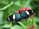 Blue Butterfly Blue%20Butterfly (thumbnail)