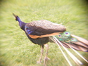 PE-CACK PE-CACK (thumbnail)