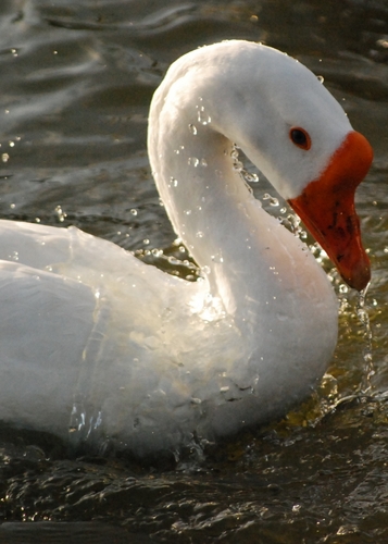 Ducks (large view)