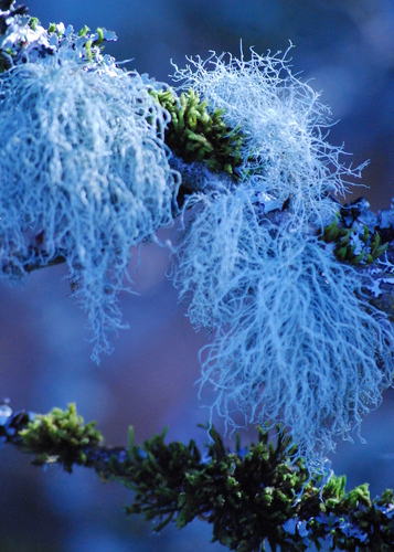 Electric%20Moss (large view)