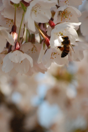 Bee (large view)