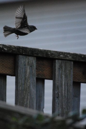 Free%20Bird (large view)