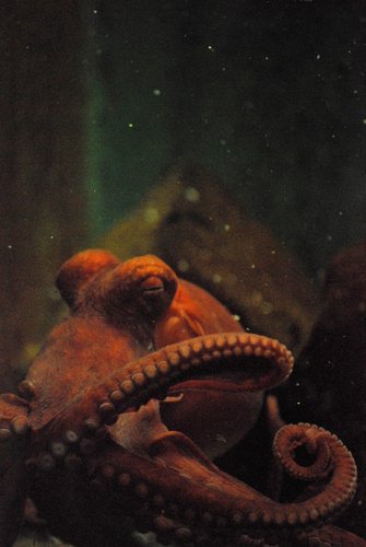 Octo-Pus (large view)