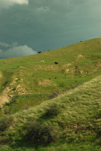 Bovine%20on%20a%20Hillside (large view)