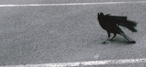 The Crow The%20Crow (thumbnail)