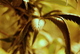 Photography--Color-NatureBubba