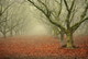 Photography--Color-LandscapeOrchards in the Fog