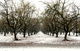 Photography--Color-LandscapeOrchards in the Snow
